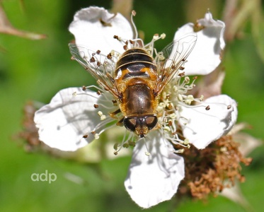 Eristalis nemorum, female, Bookham Common, Alan Prowse